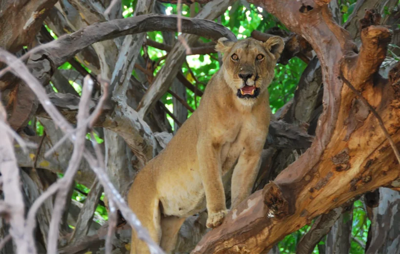 Muhteşem Tanzanya Safari